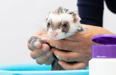 Coverage for Veterinarian Visits and Checkups
