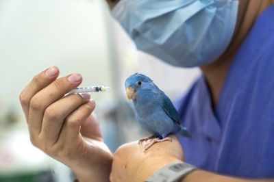 Exotic Pets Health Insurance, Exotic Pets Insurance, Delaware