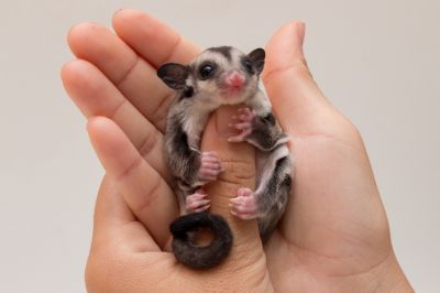 Get Insurance Coverage for Many Types of Exotic Pets