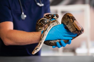 Health Insurance Plans for Reptiles