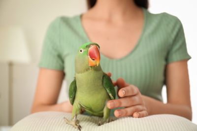 Many Exotic Pet Insurance Coverage Options Are Available